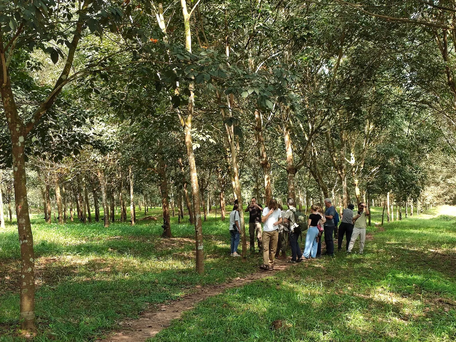Travellers on a guided walk through a tree plantation